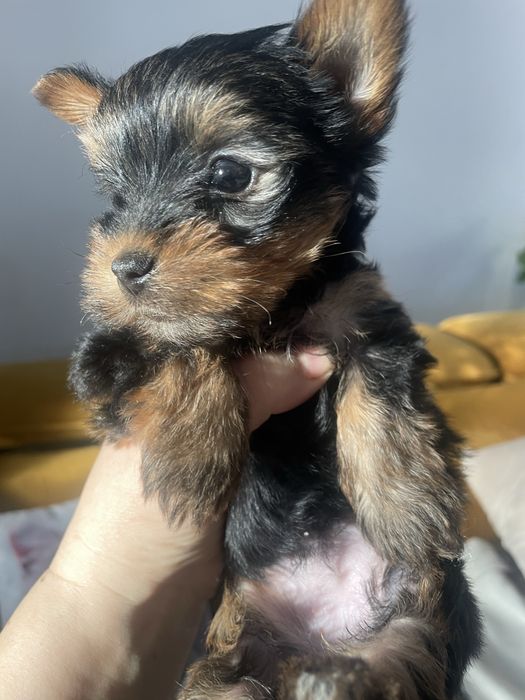 Suczka york yorkshire cudna xxs miniaturka mini