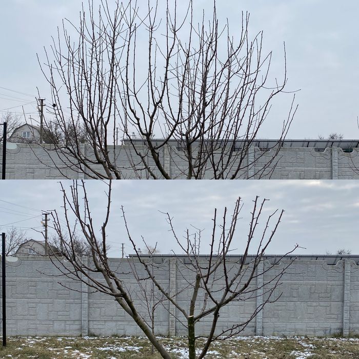 Обрезка фруктовых деревьев.Формировка.Спил деревьев,Распил на дрова ...