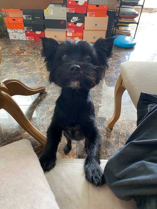 Чорний йорк шукає дівчину. В'язка.