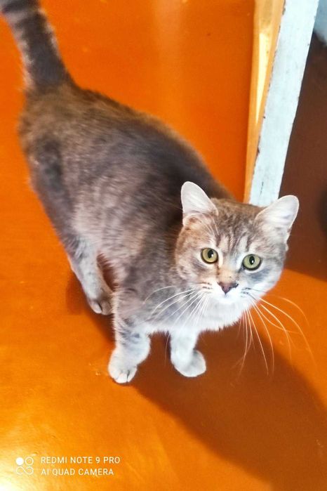 Молоденькая кошечка стерилизованная очень ласковая шикарная окраска