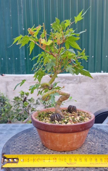 Bonsai Acer Palmatum Yamamomiji