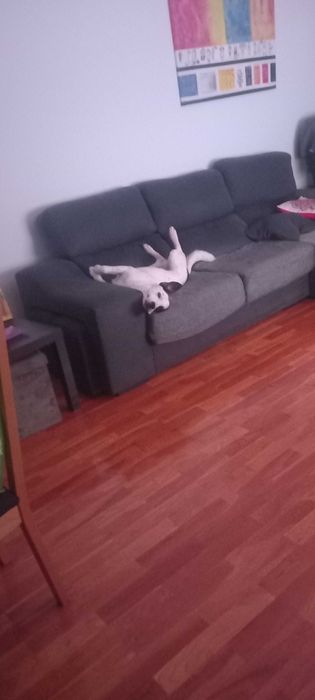 Alegria canina todos os dias