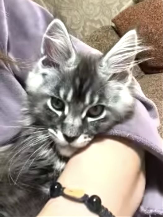 Дівчинка Мейн Кун