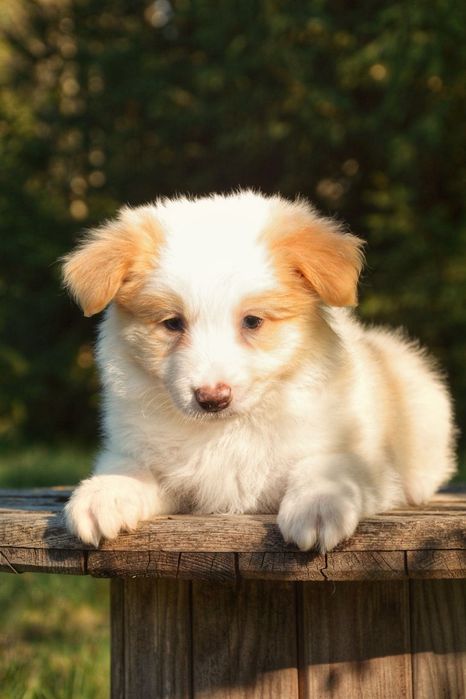 Rudy ee-red chłopiec border collie z metryką ZKwP/FCI