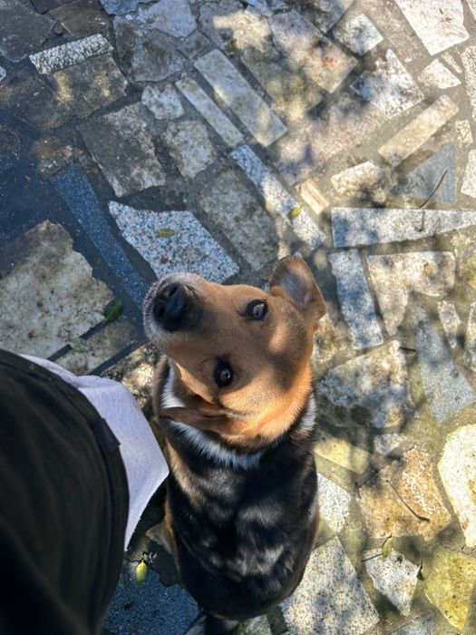 Cão raçado pastor alemão para Adoção