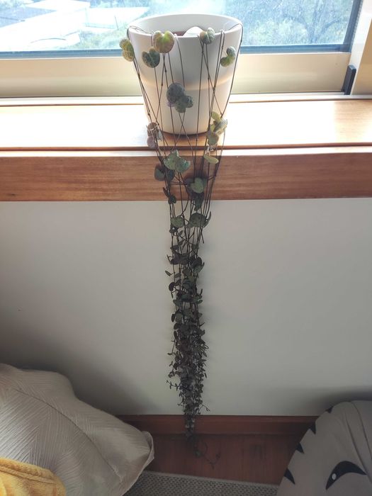 Planta ceropegia corações emaranhados