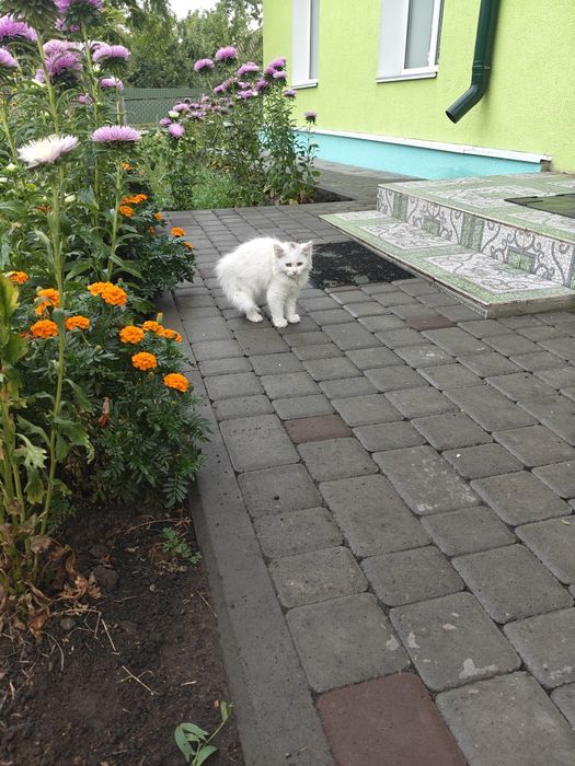 Біленькі кошенята