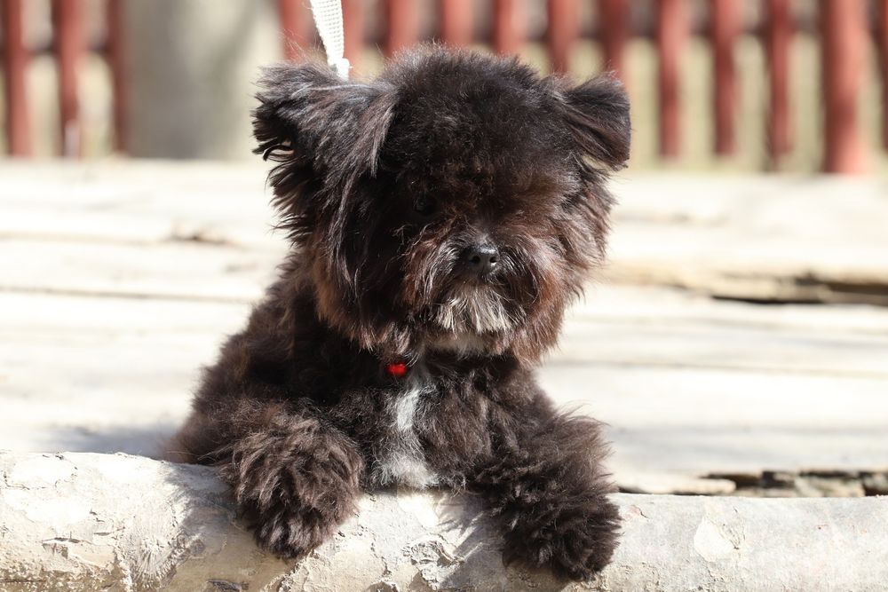 Мальтипу мини мальчик