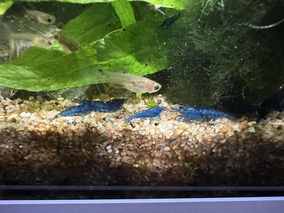 Krewetki Blue Velvet