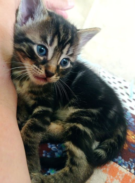 Кошенята, кошеня