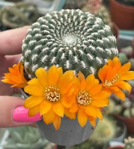 Кактуси, сукуленти, сулькоребуція аренацея