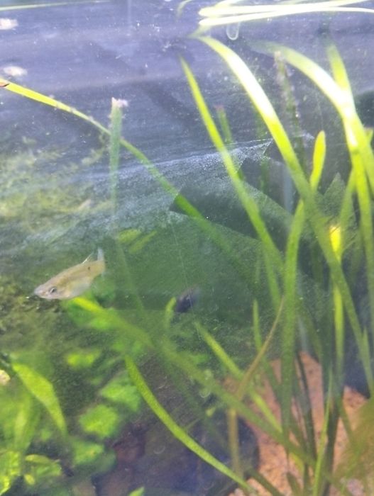 Peixes e camarões