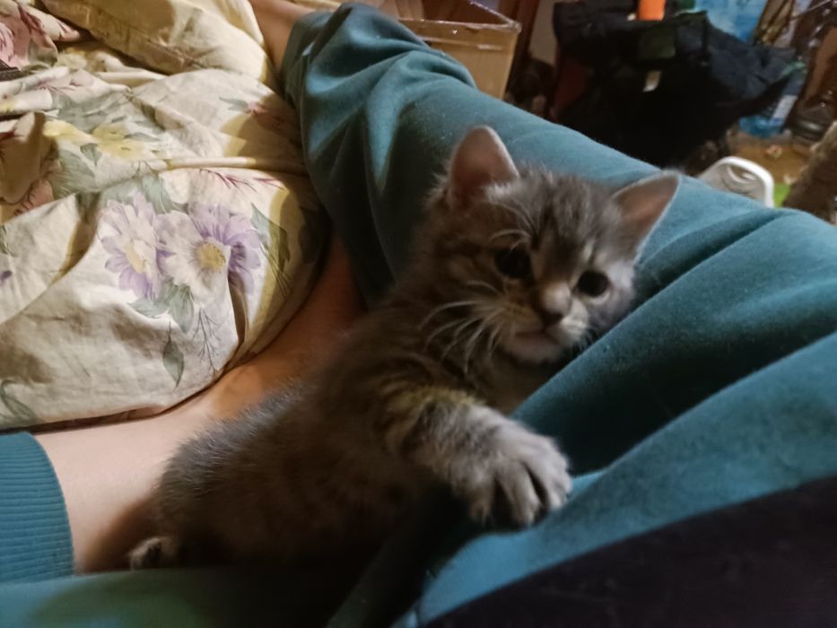 Котята в новую семью