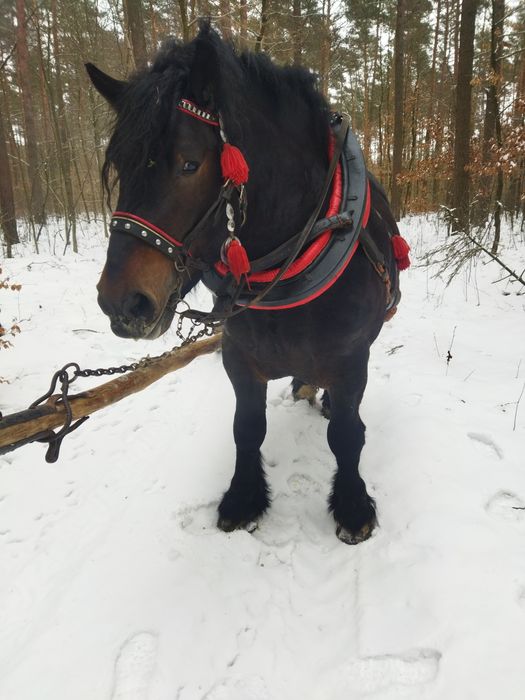 Sprzedam Ogiereka na 4 roku