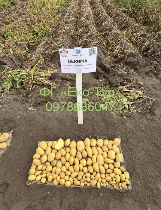 Картопля, насіння картоплі Мікадо, Беллароза, Корінна, Коразон, сорти