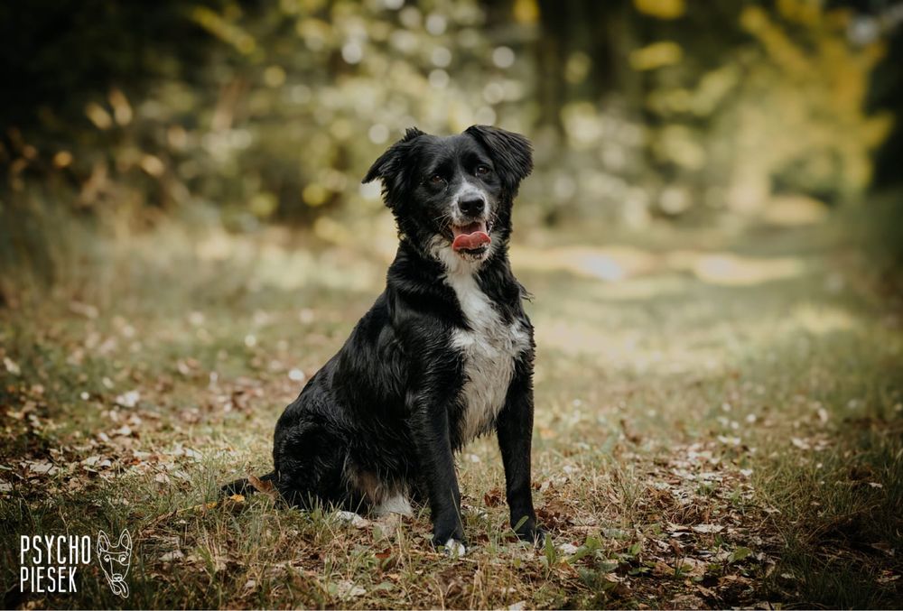 Piękny, młody i energiczny Ringo szuka domu!