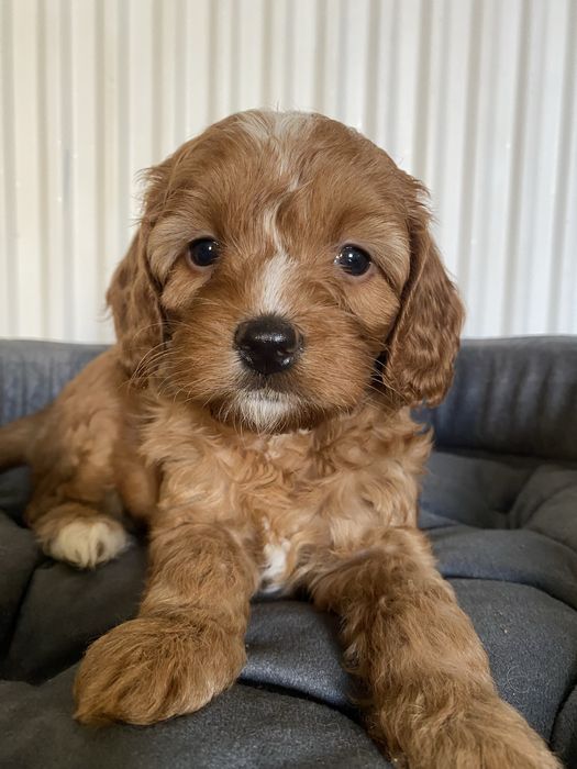 Zarezerwowana!!! Cavapoo F1B Asha Cavapoo&Pudel Miniaturowy