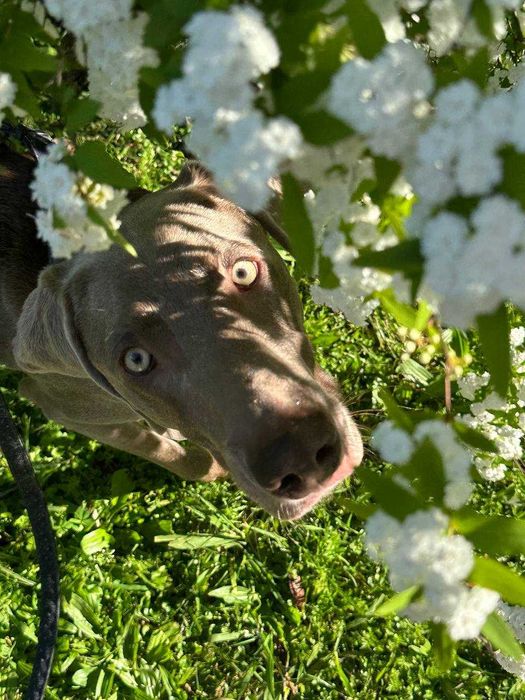 O Weimaraner Hugo está à procura de uma família [adoption]
