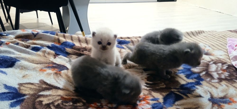 Шотландські кошенята