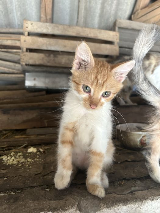 Кошенята , безкоштовно