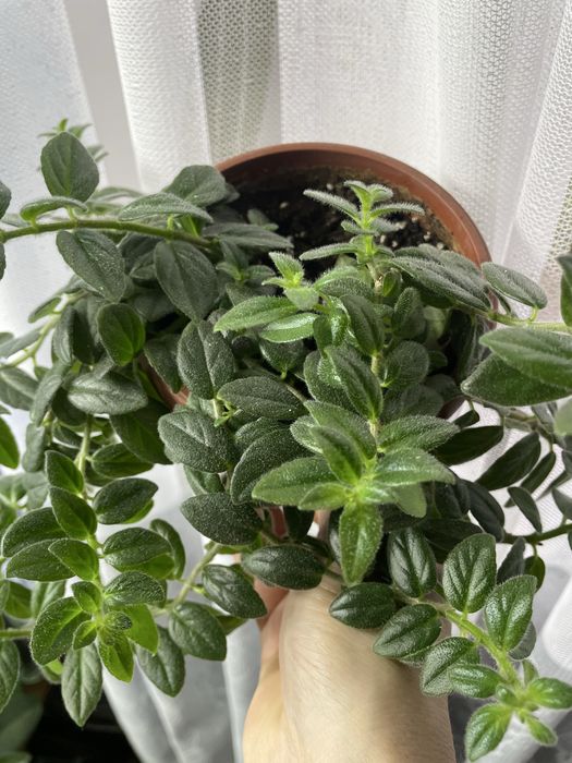 Колумнея квітуча .