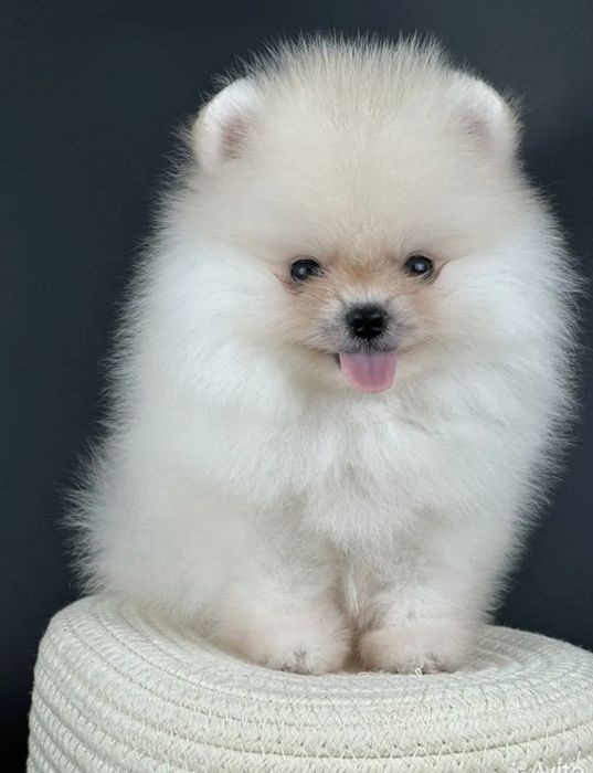 Топ топ мишки мимишки