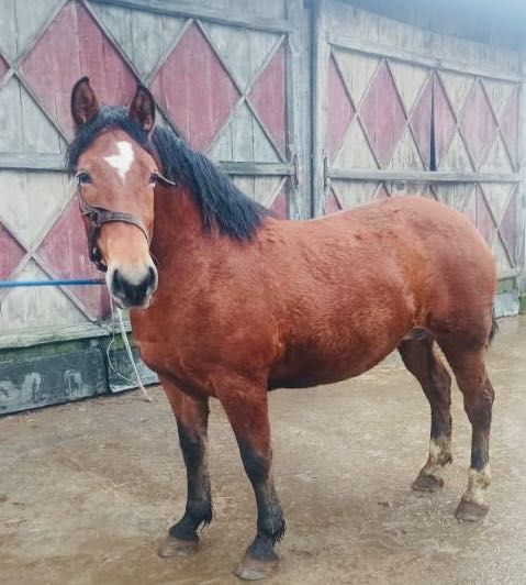 Klacz gniada 3 letnia obuczona zaprzęgana