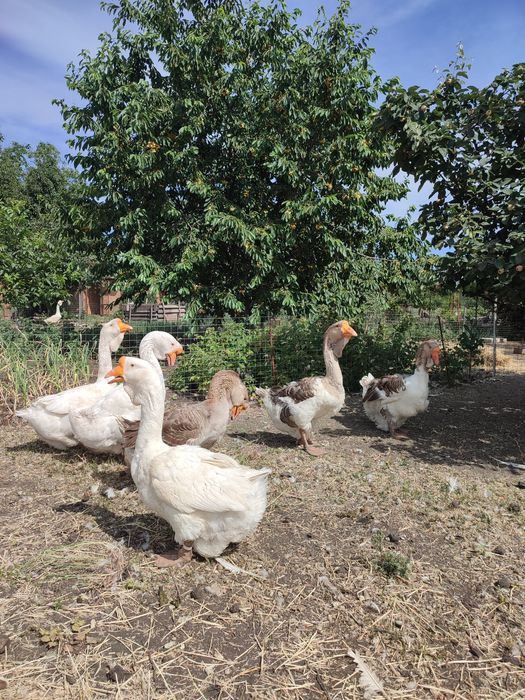 Продам гусей холмогорів та тульських горбоносих