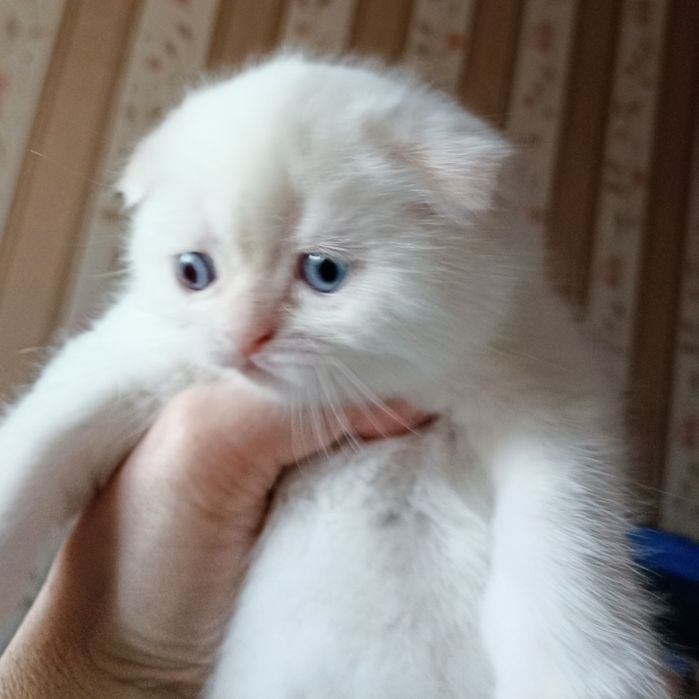 Скоттіш фолд голден поінт