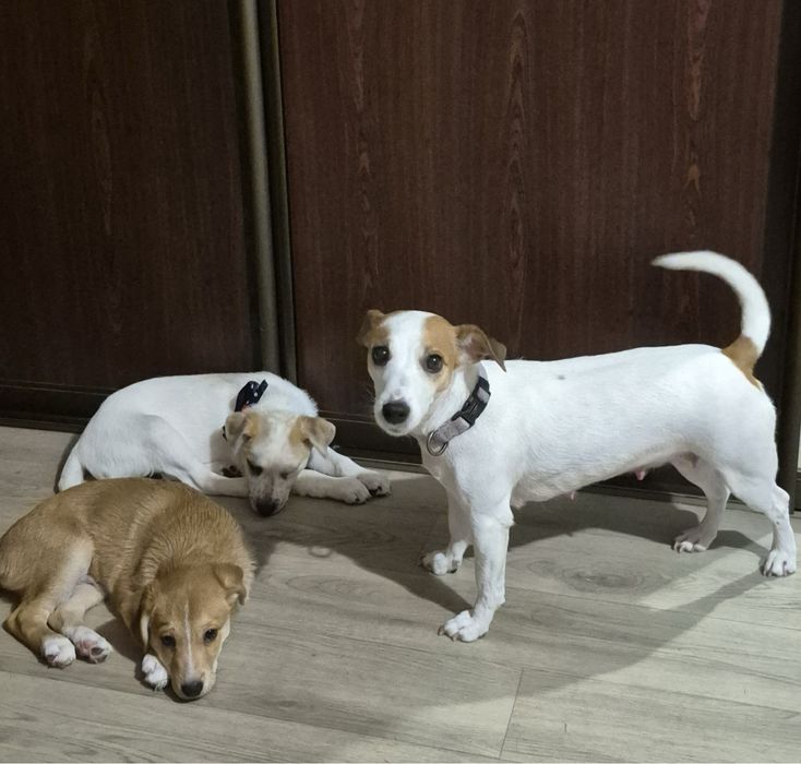 Джек расел терьер метисы