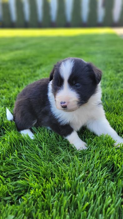 Border Collie piesek