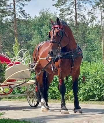 Жеребець 2017 року 170 в холці Совецький ваговоз (без докум)