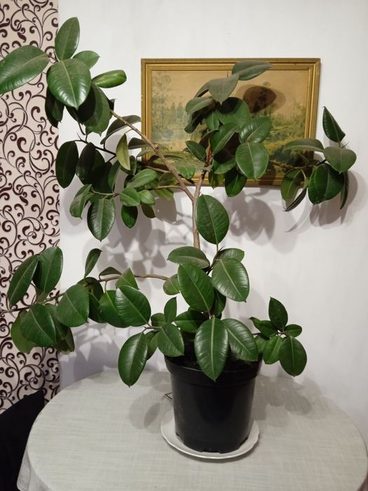 Фікус великий, розлогий