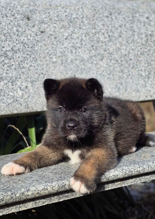 Американська акіта , діачикан