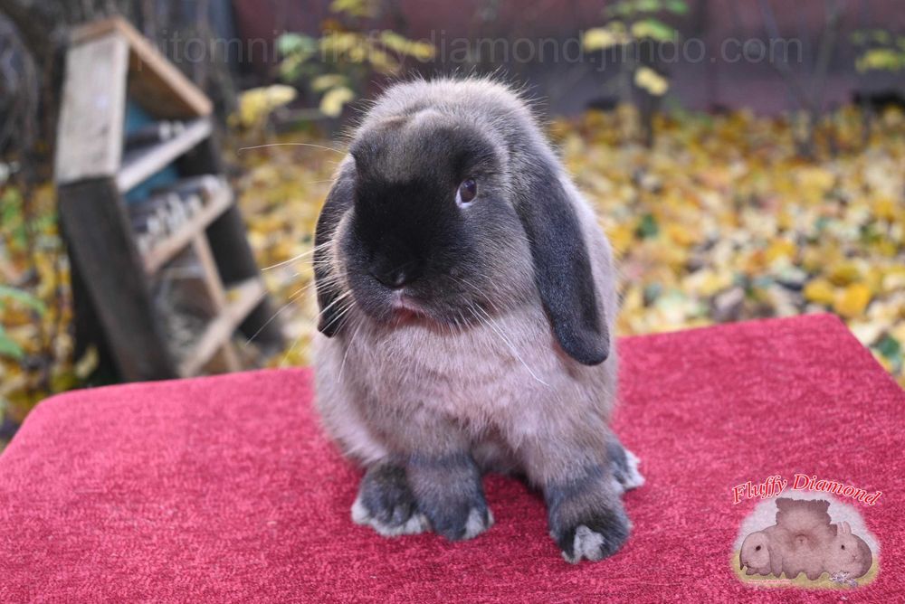 Висловухі кролики забарвлення коричневий мардер. Рідкісний. Розкішний.