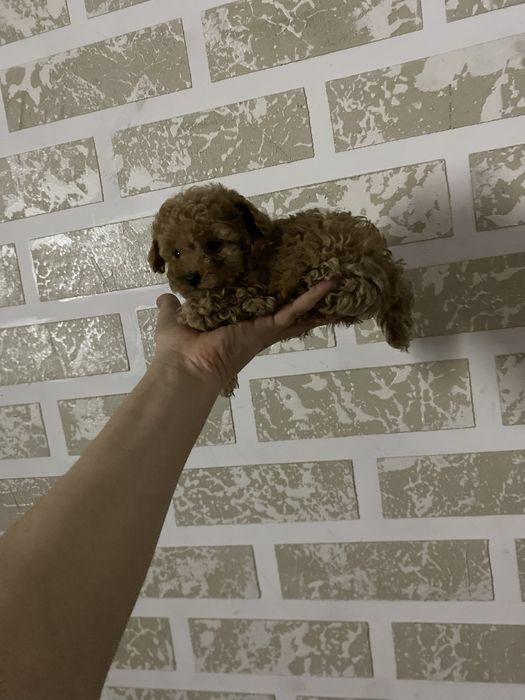 Эксклюзивный мальчик Maltipoo TEACUP