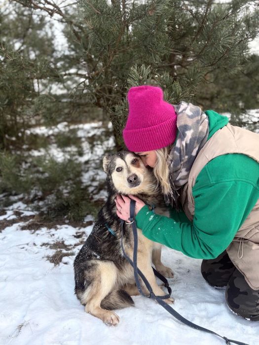 Bryś - kundelek w typie husky do adopcji ze schroniska