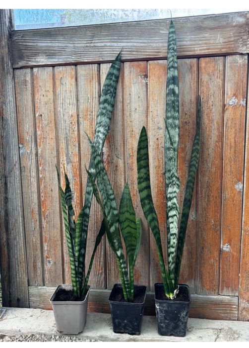 Sansevieria sanseweria