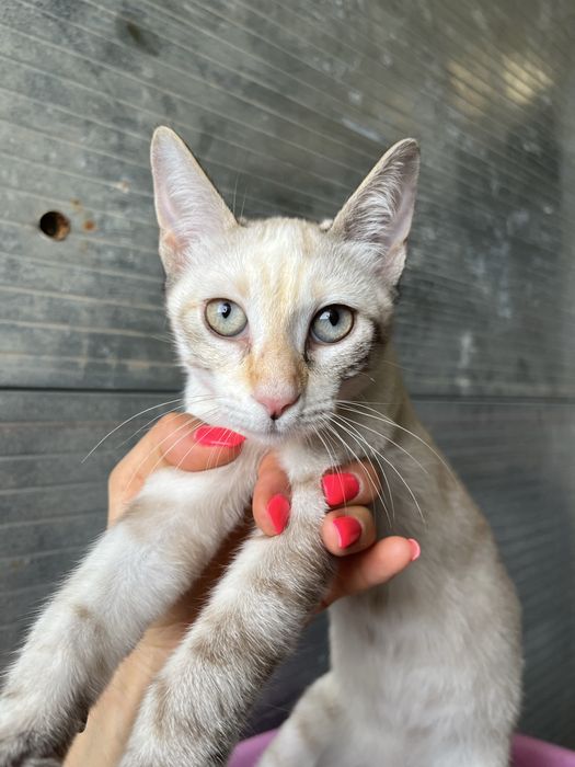 Shiva- linda gatinha muito meiga!