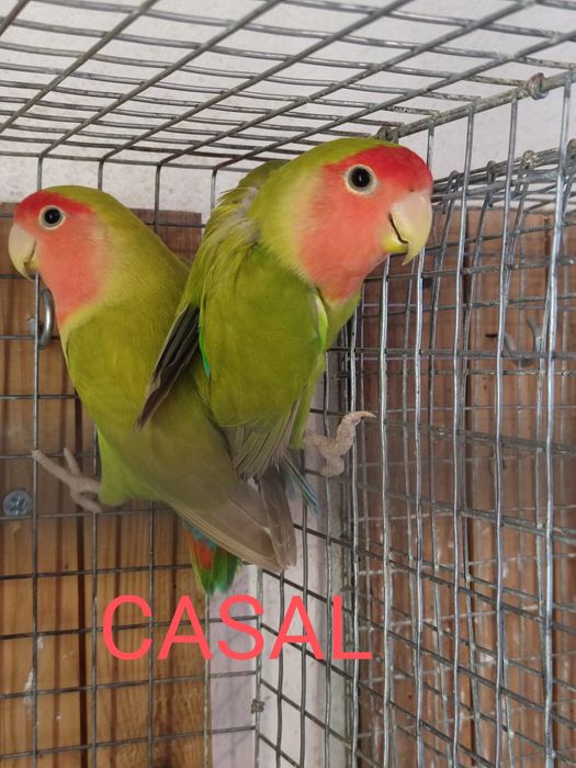 Aves Roseicollis adultos