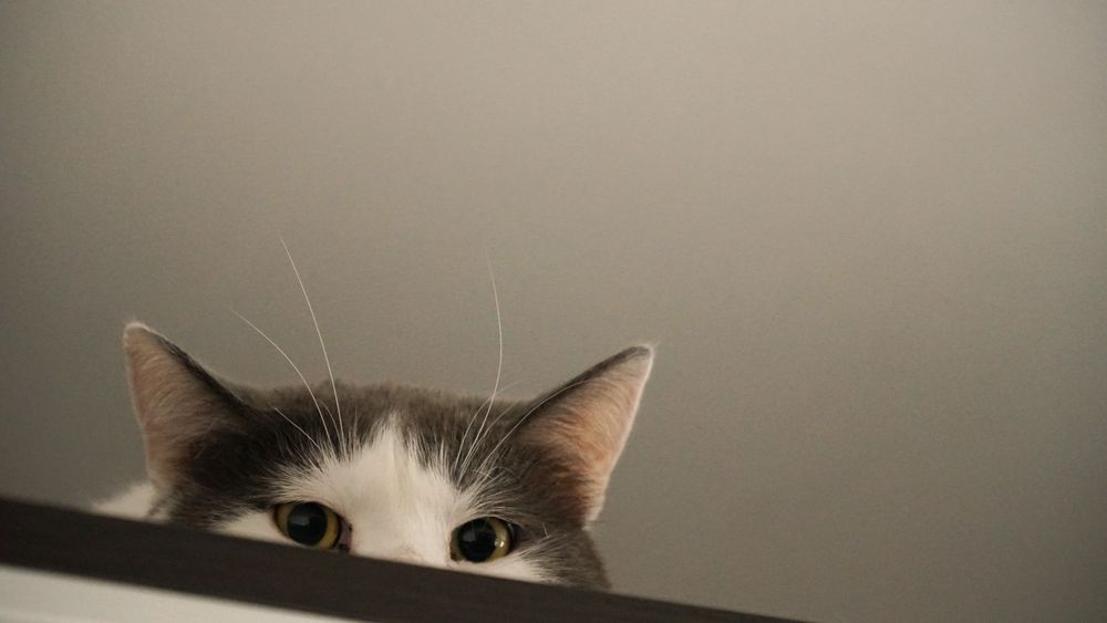 Котик Бос шукає нову сімʼю