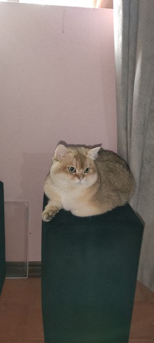 British Shorthair Golden ny 11 acasalamento