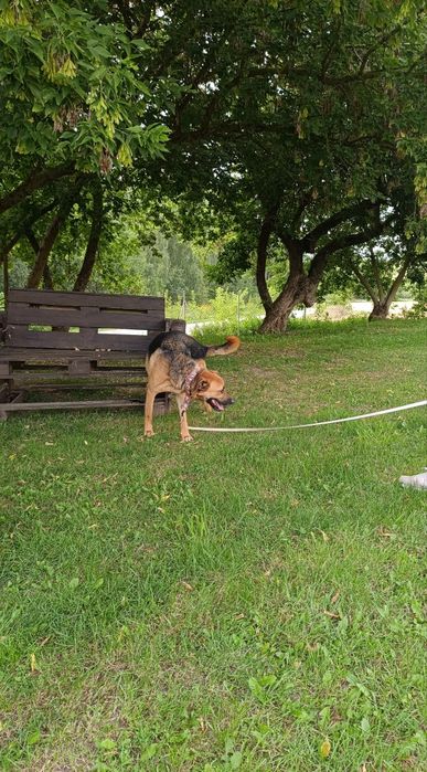 Luk2 do pilnej adopcji!