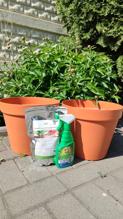 Горщик для квітів. Два горшка для цветов напольные