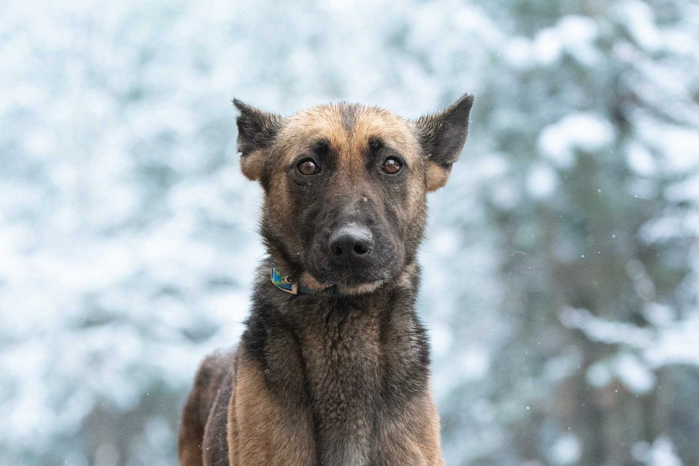 RONIA - piękna sunia w typie owczara belgijskiego, dla doświadczonych