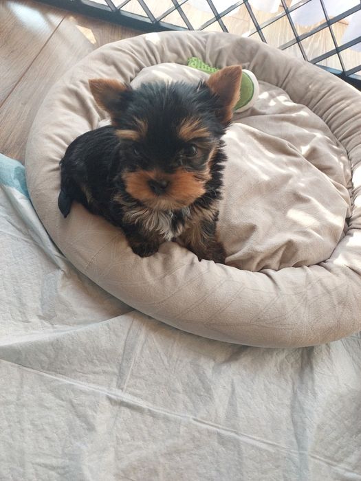 Yorkshire Terrier XXS mini piesek