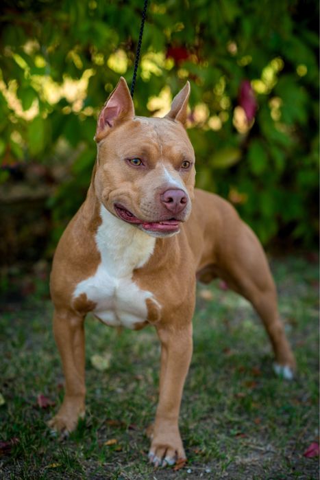 Вязка.Кривой рог.Питбуль.Есть ген.тесты.