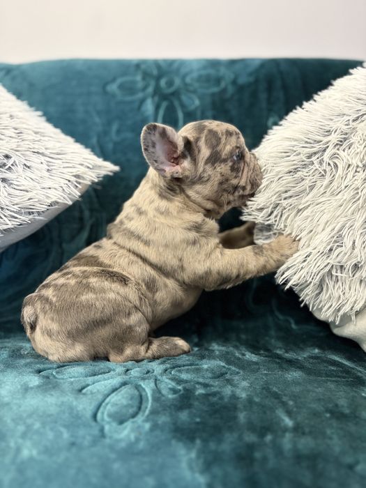 Buldog francuski