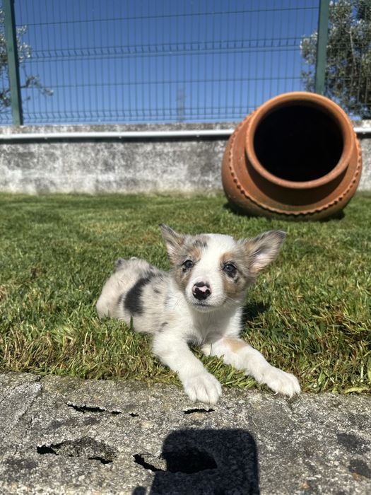 Border Collie Macho Merle