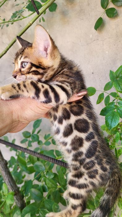 Бенгалы от клубных родителей